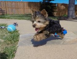 Hunter is a beautiful little yorkie looking for his forever home