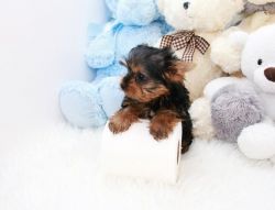 Look at this little female Yorkie.