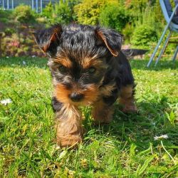 Look at this little female Yorkie