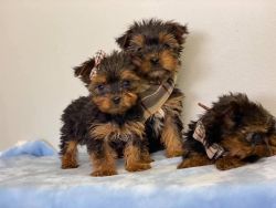 Yorkies for tell