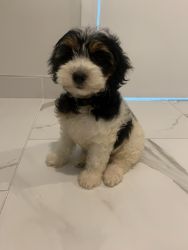 Fun puppy and ready for a new home