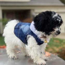Designer puppy for sale: Sparky