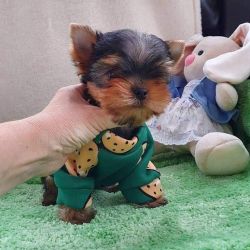 teacup yorkie for rehoming