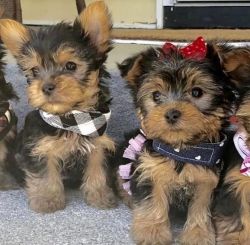 Yorkie available