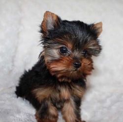 Cute and adorable yorkie puppies