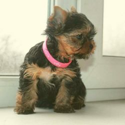 AKC registered yorkie puppy available for sale