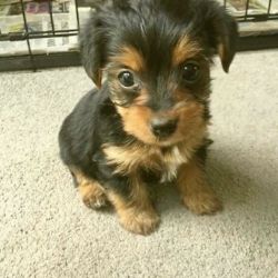AKC registered yorkie puppy available