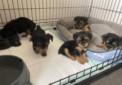 Yorkie puppies rehoming