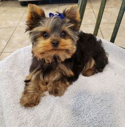 Stunning Teacup Yorkie Puppies for sale