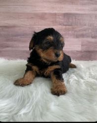 Brodie.Male Yorkie Poo Puppy for Sale.