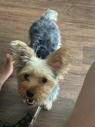 9 month old Yorkie