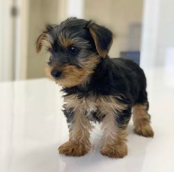 Yorkie Toy FOR SALE