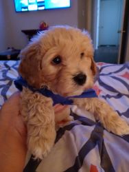 Yorkipoo Puppy Male 7 Weeks Old Needs New Home