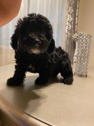 Yorkipoo Female Puppy Ready for New Home