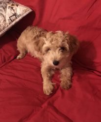 Yorkiepoo male puppy for rehoming