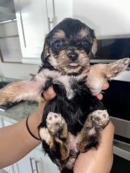 YorkiePoo Puppy For Sale