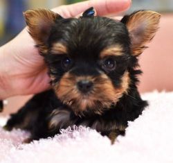 AKC Gorgeous Teacup Yorkie puppies for sale