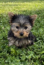 @@Best Yorkie Pups Available Now.