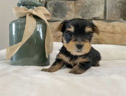 Available Best Yorkie Pups Available.