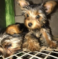 tcup yorkie puppies
