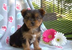 cute and lovable Yorkies