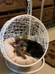 8 Month old male Yorkshire Terrier