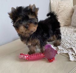 Adorable Female Teacup Yorkie Puppy