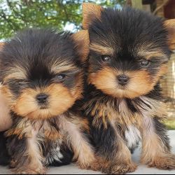 Adorable Yorkshire Terrier puppies for Rehoming.