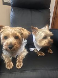 Adorable Yorkie males