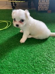 Adorable Shih Tzu Available