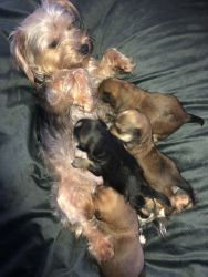 Selling yorkie mix all white havanese pups