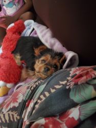 10 week old Yorkie Female looking for a new home
