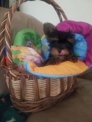 Purebred Registered Micro Teacup Yorkie Male