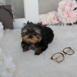 Quality Bred Family Raised Yorkie Puppies