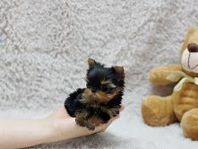 Chaming Teacup Yorkie Puppies