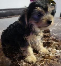 Yorkie terrier for sale