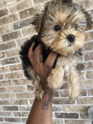 7 wk old Yorkshire Terriers for sale
