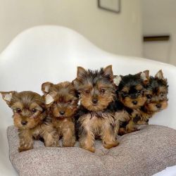 Virtuous yorkie Puppies ready for rehoming