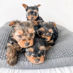 Reputable yorkie Puppies rehoming for rehoming