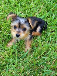TeaCup Male Puppy Yorkie