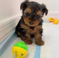 Beautiful yorkie puppies available for a new home