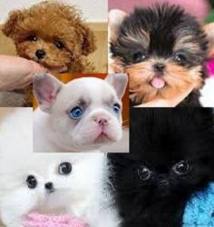 teacup puppies for sale by Dog Breeders