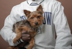 Pure Bred Yorkie for sale