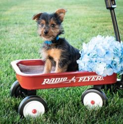 Yorkshire Terrier Puppies ~ AKC registered