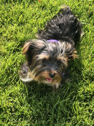 Cute, sweet female Yorkie pup for sale!
