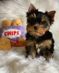 Amazing Yorkies puppies ready for new home