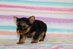 Yorkies puppies available