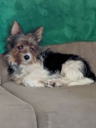 2-1/2 year old male Yorkie $600