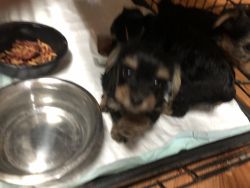 Yorkie puppies toys full blooded