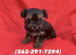 Tiny Teacup-Toy Yorkshire Terrier Puppies